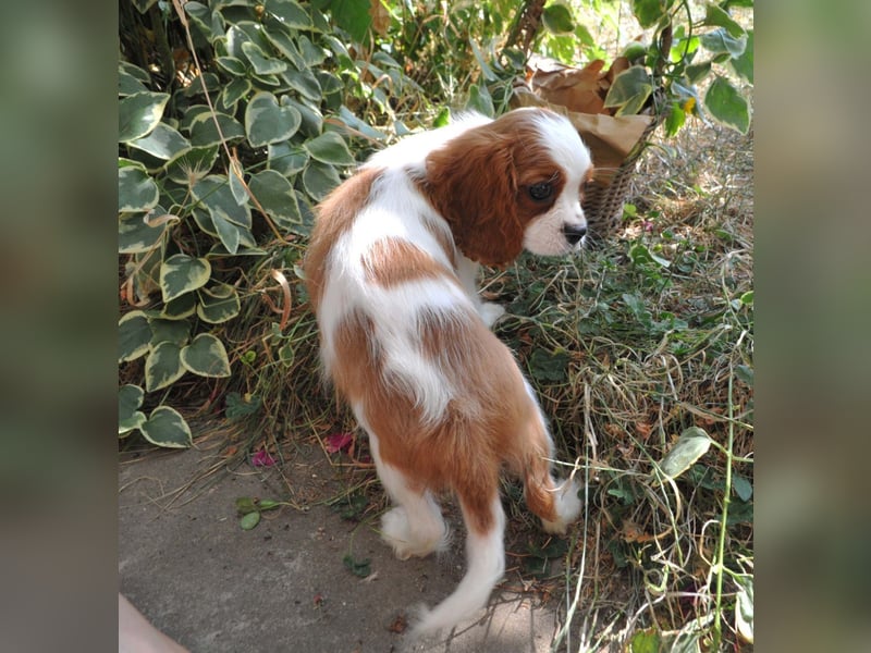 Cavalier King Charles Spaniel Welpen