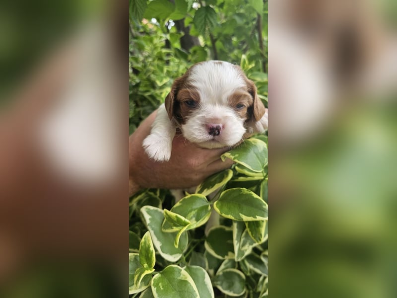 Cavalier King Charles Spaniel Welpen