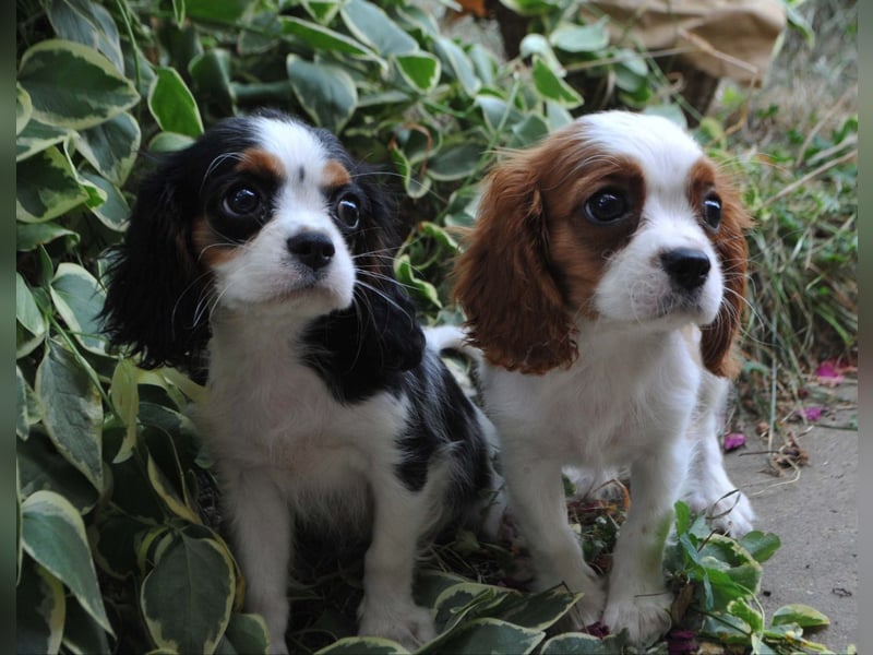 Cavalier King Charles Spaniel Welpen