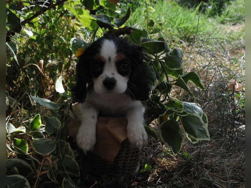 Cavalier King Charles Spaniel Welpen