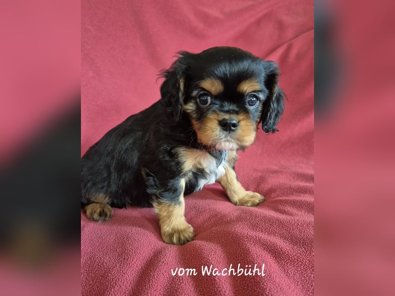 Cavalier King Charles Spaniel Welpen aus seriöser Zucht mit Ahnentafel