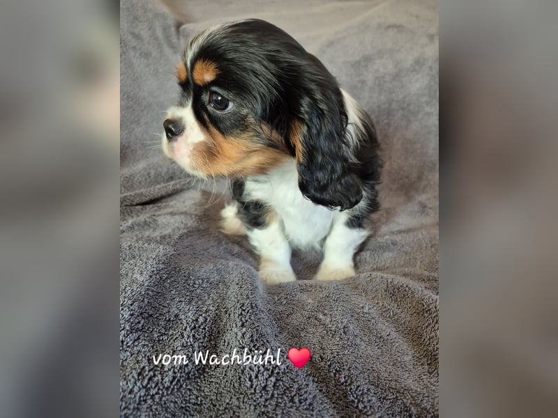 Cavalier King Charles Spaniel Rüde aus seriöser Zucht mit Ahnentafel