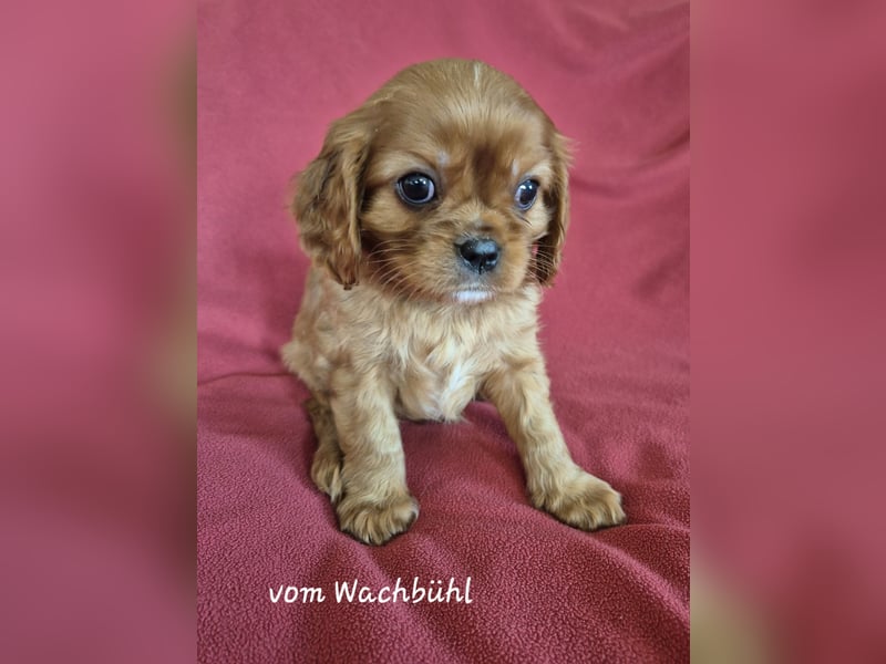 Cavalier King Charles Spaniel Welpen aus seriöser Zucht mit Ahnentafel