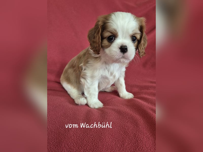 Cavalier King Charles Spaniel Welpen aus seriöser Zucht mit Ahnentafel