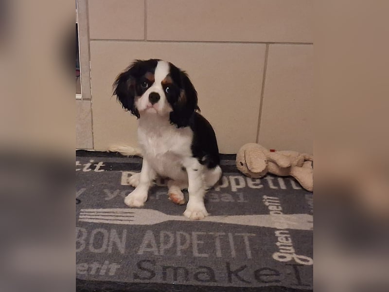süße Cavalier Hündin