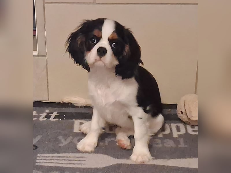 süße Cavalier Hündin