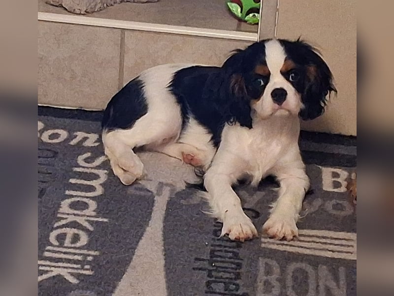 süße Cavalier Hündin