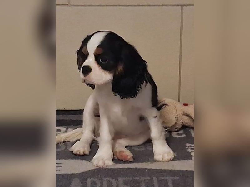süße Cavalier Hündin