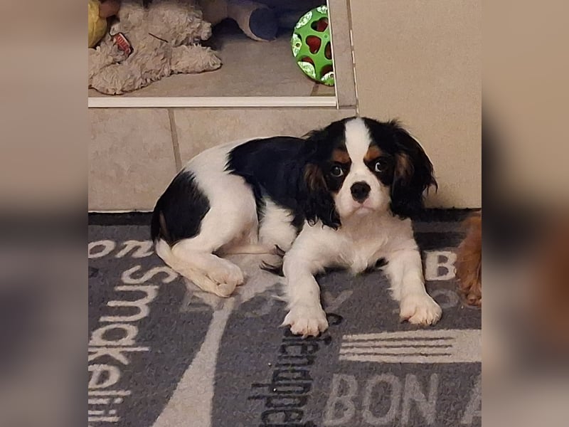 süße Cavalier Hündin