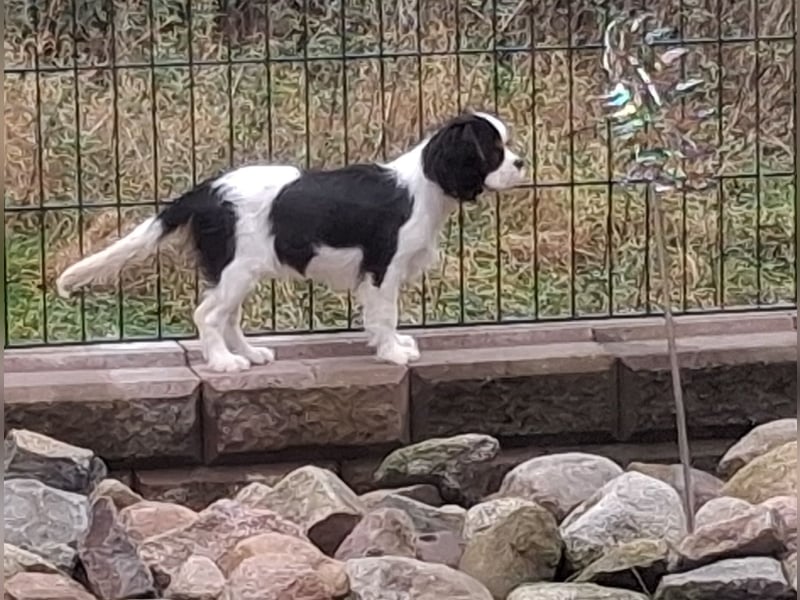 süße Cavalier Hündin