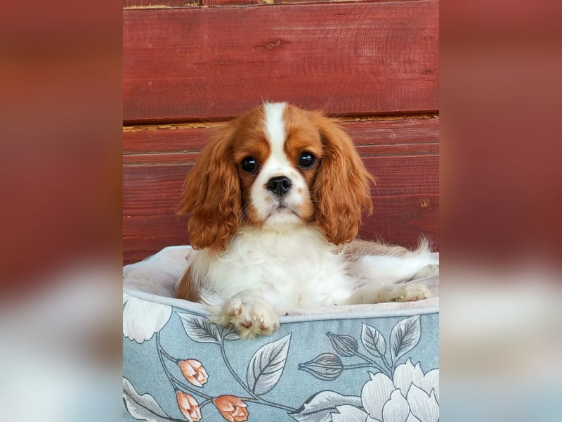 Cavalier-Hündin mit Stammbaum zu verkaufen!