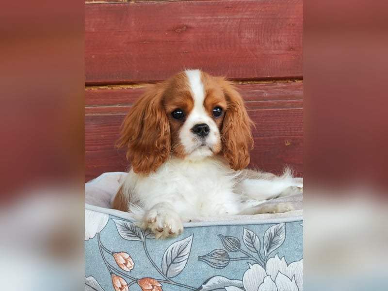 Cavalier-Hündin mit Stammbaum zu verkaufen!