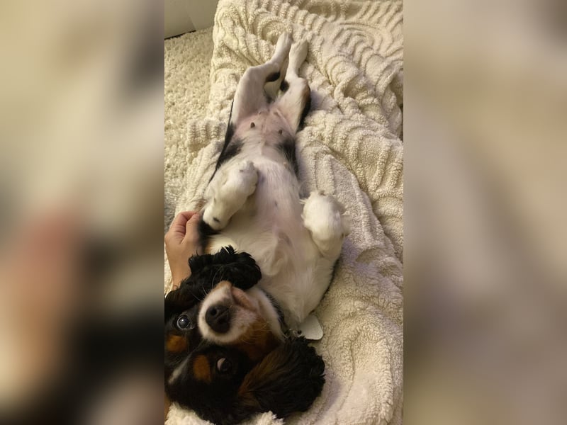 Cavalier King Charles Hündin, 3 Jahre alt
