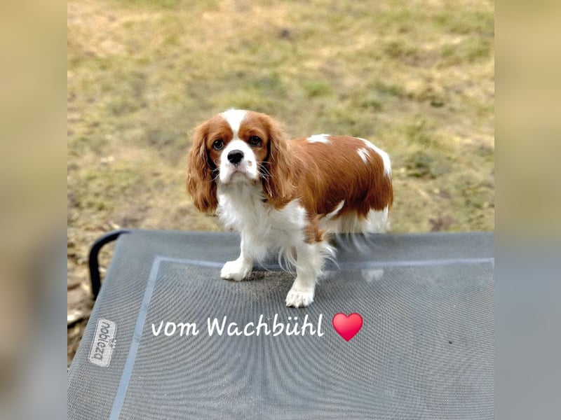 Cavalier King Charles Spaniel Hündin