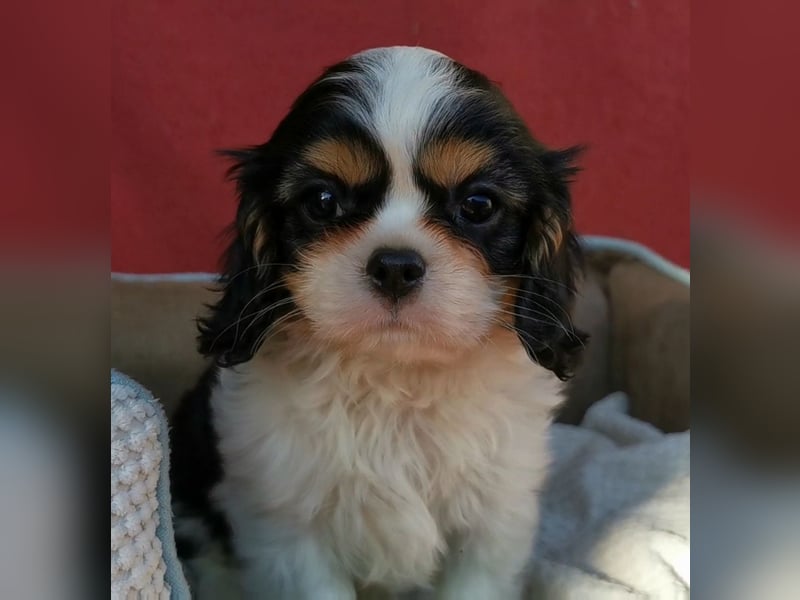 Cavalier Wlelpen mit Stammbaum zu verkaufen!