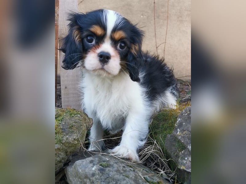 Cavalier Wlelpen mit Stammbaum zu verkaufen!