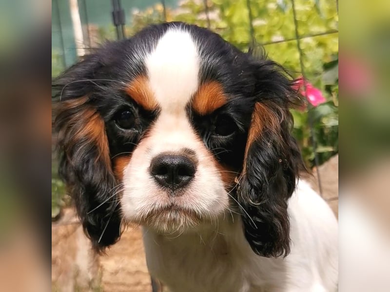 Cavalier-Welpen mit Stammbaum zu verkaufen!