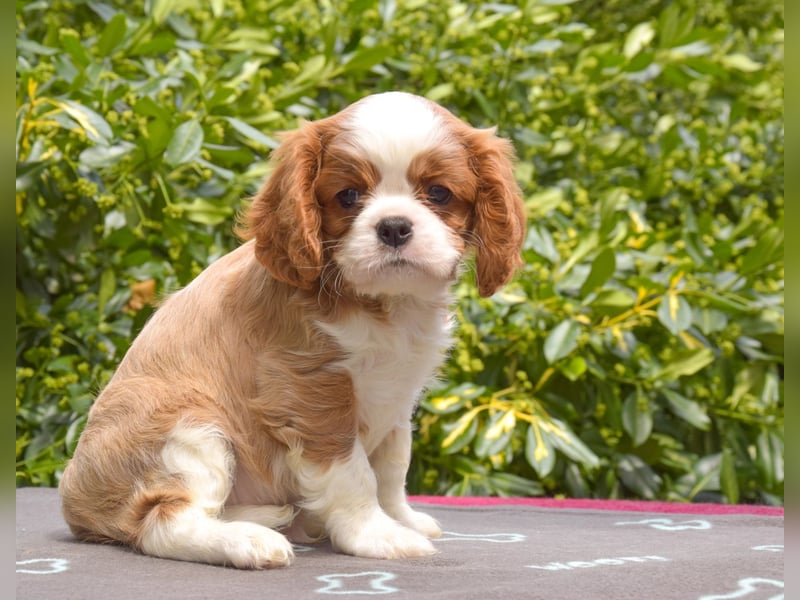 Cavalier-Rüde mit Stammbaum zu verkaufen!