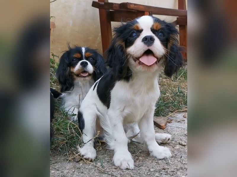 Cavalier-Welpen mit Stammbaum zu verkaufen!