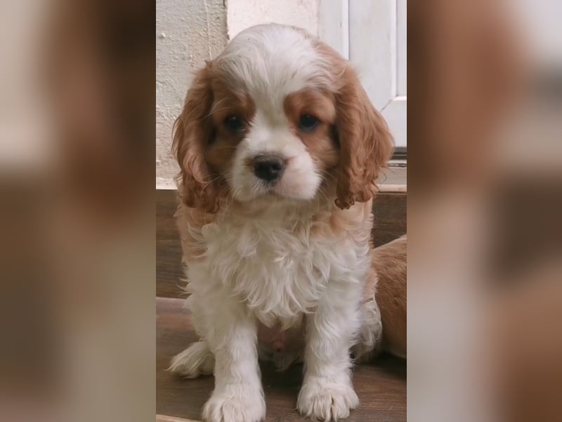 Cavalier-Welpen mit Stammbaum zu verkaufen!