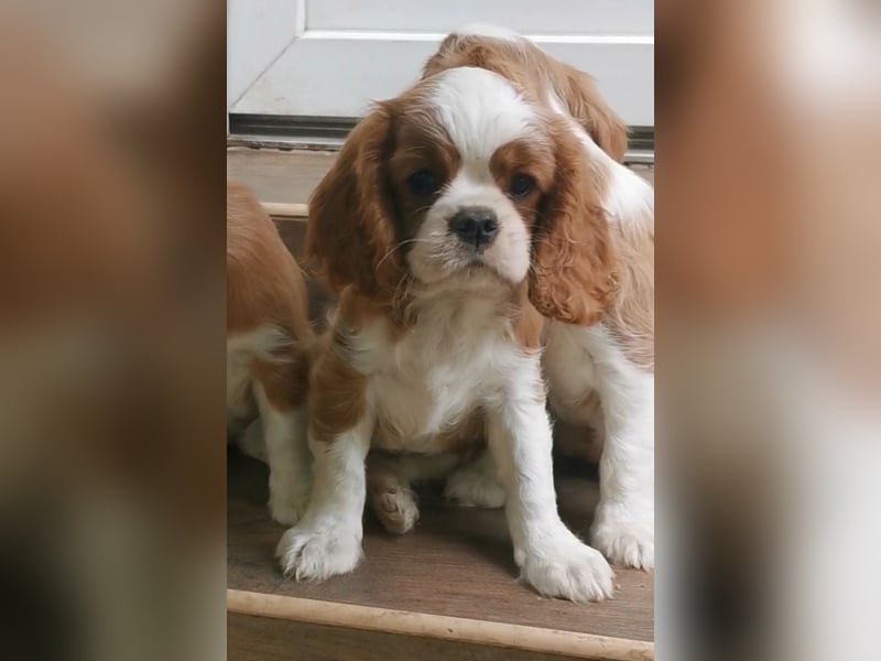 Cavalier-Welpen mit Stammbaum zu verkaufen!