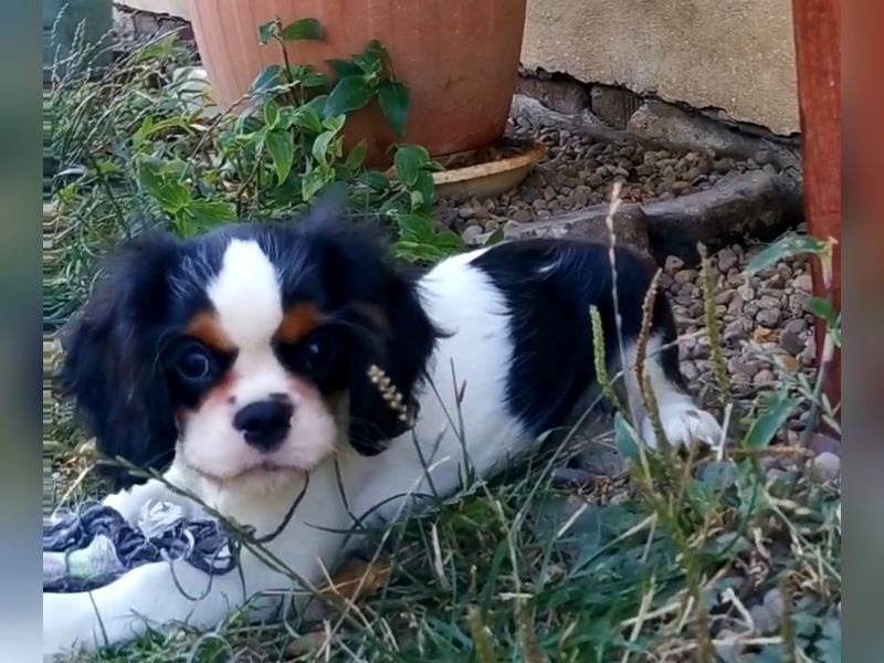 Cavalier-Welpen mit Stammbaum zu verkaufen!