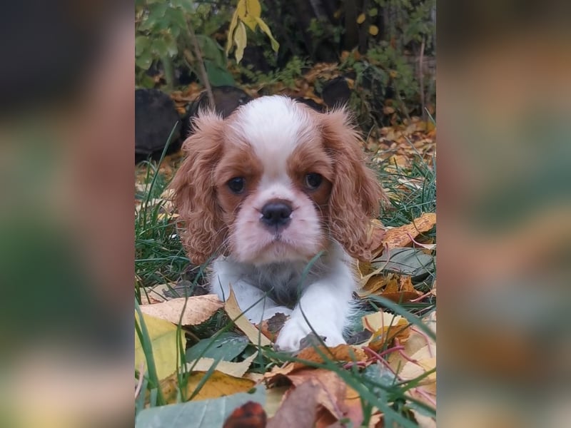 Cavalier-Rüdenwelpen zu verkaufen!