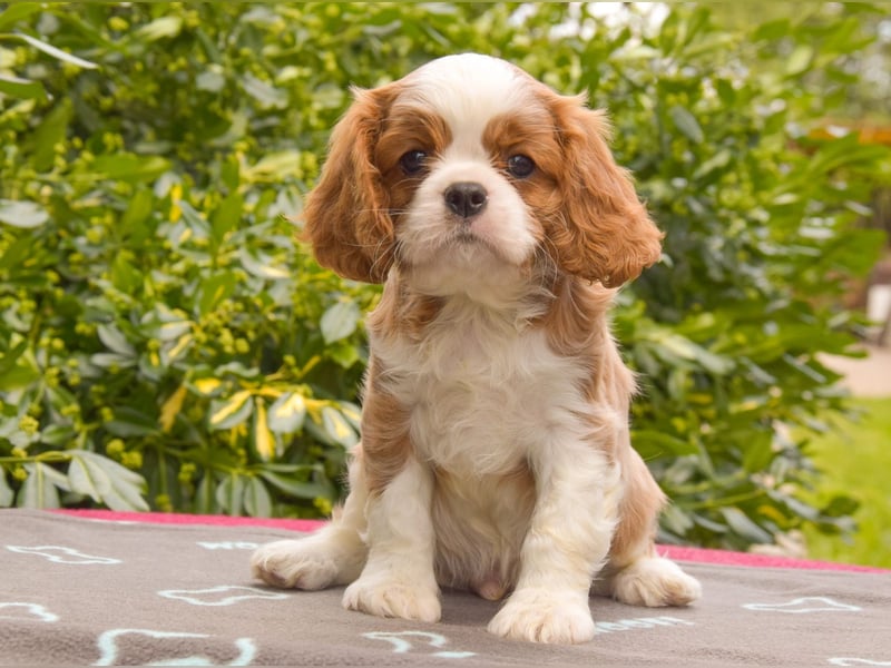 Cavalier-Rüde mit Stammbaum zu verkaufen!