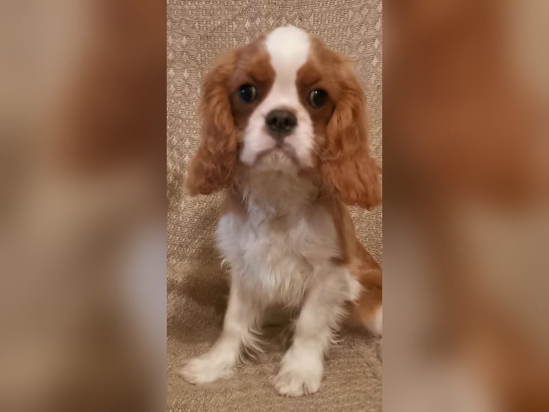 Cavalier King Charles Spaniel mit Stammbaum zu verkaufen!