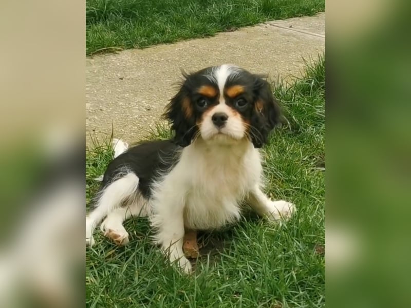 Cavalier Wlelpen mit Stammbaum zu verkaufen!
