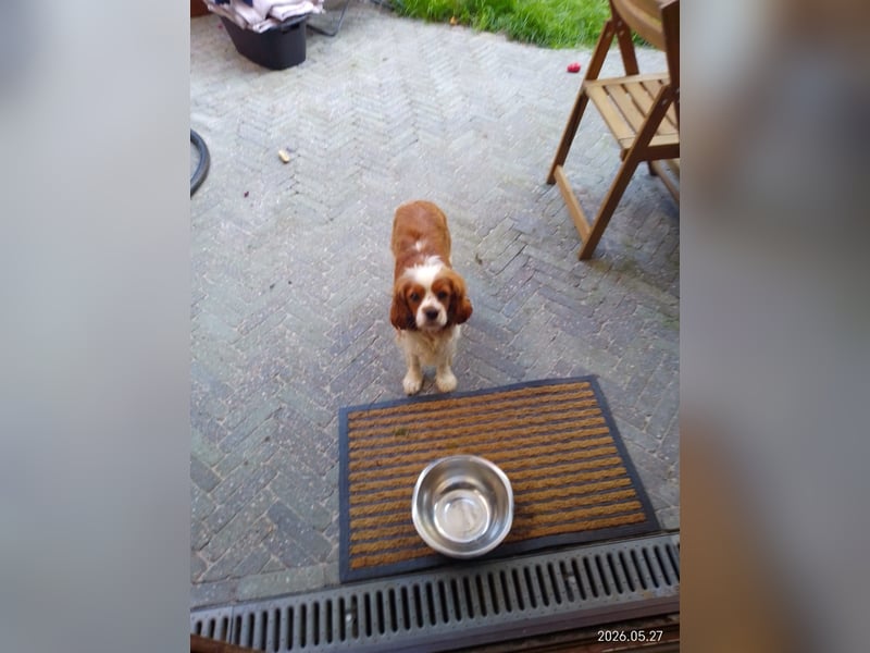 Sunny der Sonnenschein
