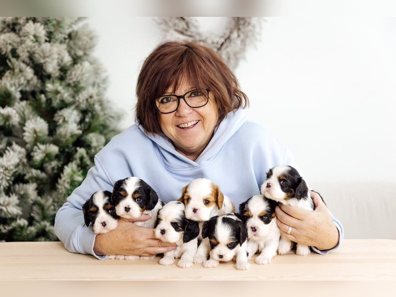 Cavalier King Charles Spaniel Welpen mit Sammbaum