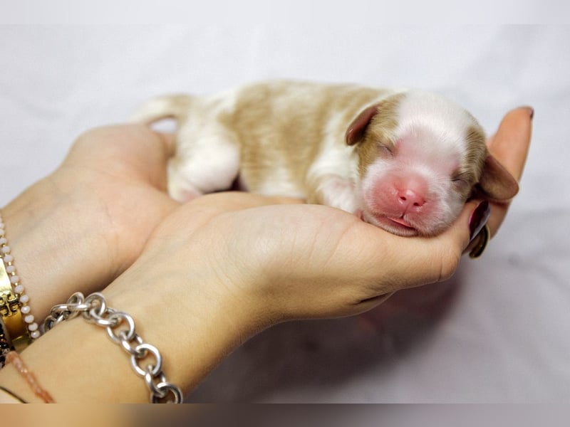 Cavalier King Charles Spaniel Welpen mit Sammbaum