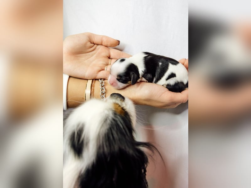 Cavalier King Charles Spaniel Welpen mit Sammbaum