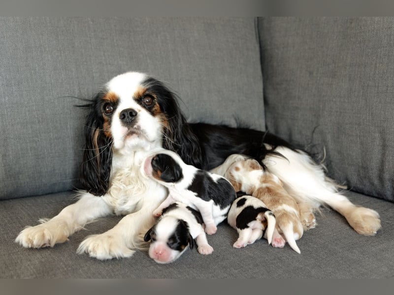 Cavalier King Charles Spaniel Welpen mit Sammbaum