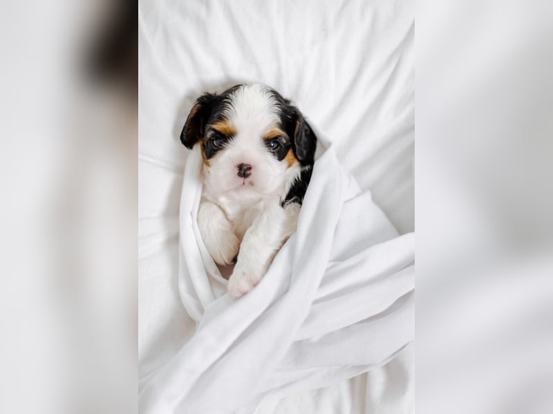 Cavalier King Charles Spaniel Welpen mit Sammbaum