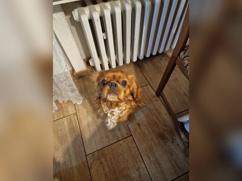 Cavaler King Charles Spaniel RUBI