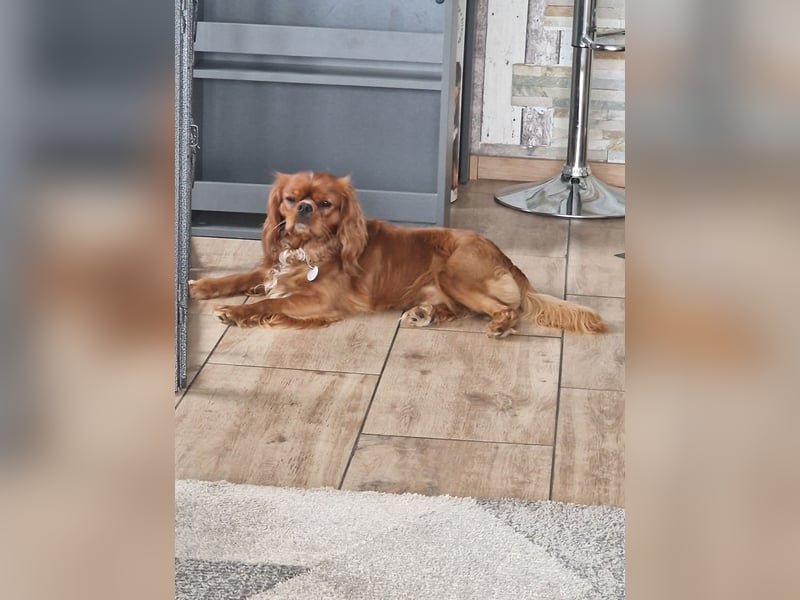 Cavaler King Charles Spaniel RUBI