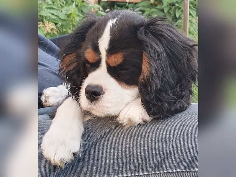 Wunderschöner Cavalier-King-Charles-Spaniel-Welpe mit Ahnentafel VDH-VK