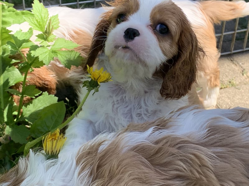 Wunderschöne Cavalier-King-Charles-Spaniel-Welpen mit Ahnentafel VDH-VK