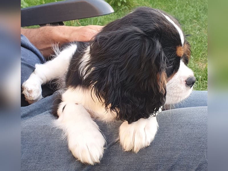 Wunderschöner Cavalier-King-Charles-Spaniel-Welpe mit Ahnentafel VDH-VK