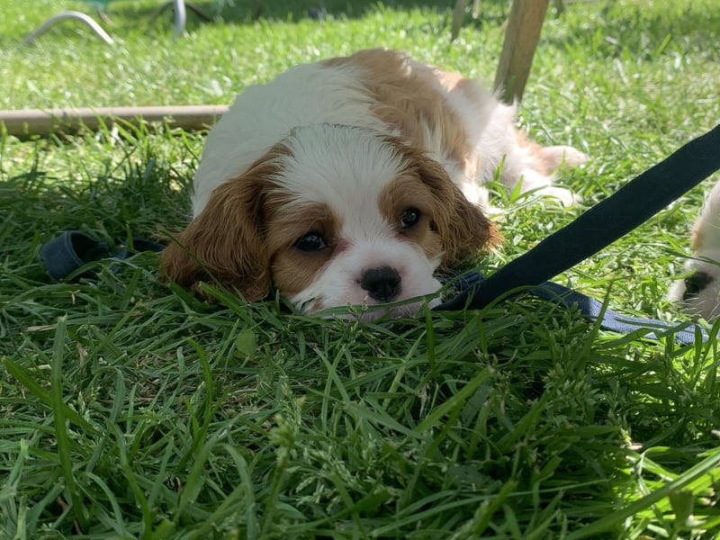 Wunderschöne Cavalier-King-Charles-Spaniel-Welpen mit Ahnentafel VDH-VK