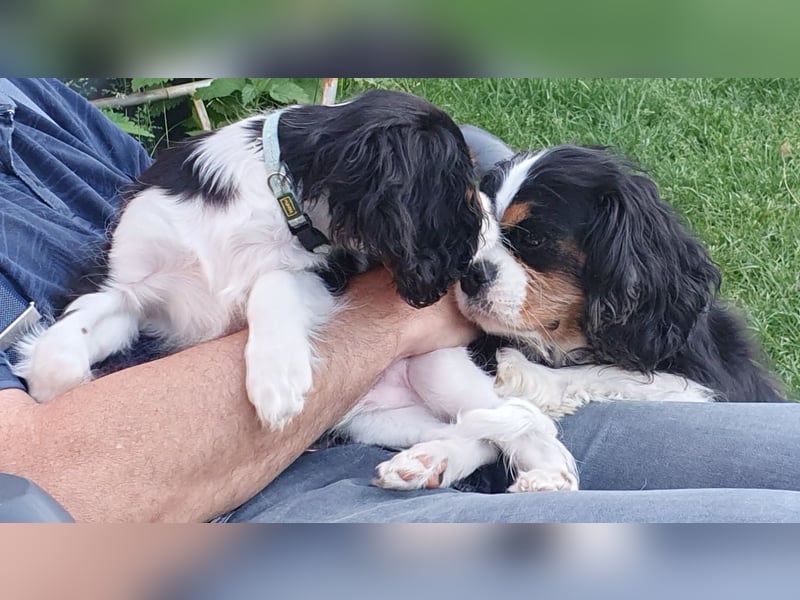 Wunderschöner Cavalier-King-Charles-Spaniel-Welpe mit Ahnentafel VDH-VK