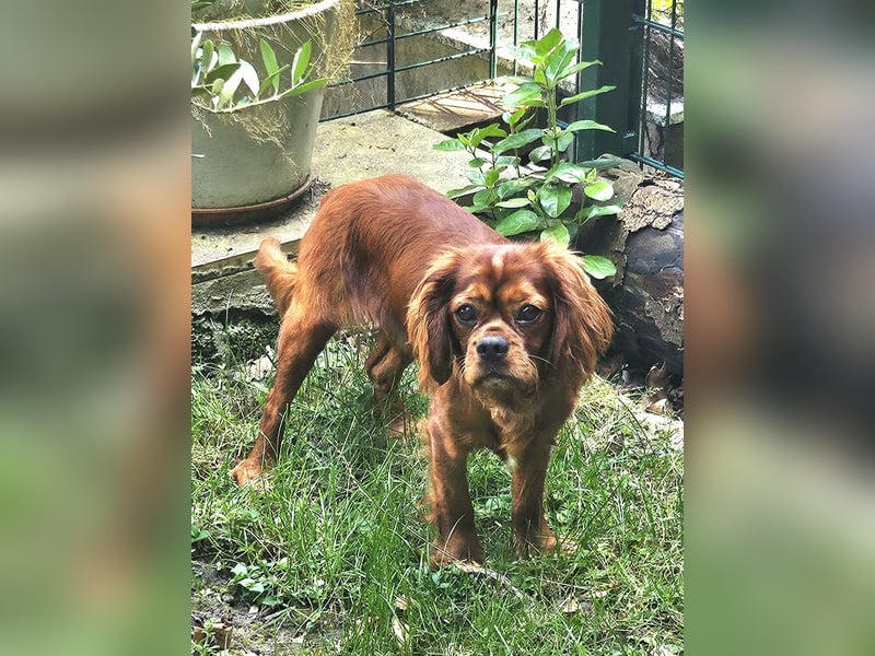 Charly sucht geduldige Menschen