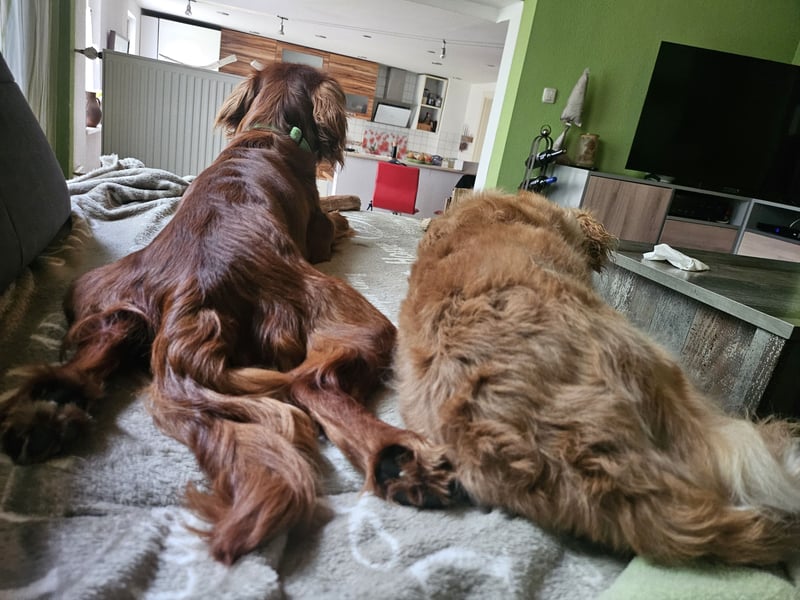 Charly sucht geduldige Menschen