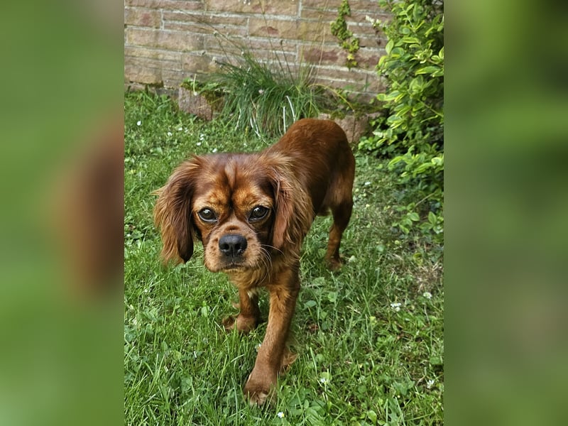 Charly sucht geduldige Menschen