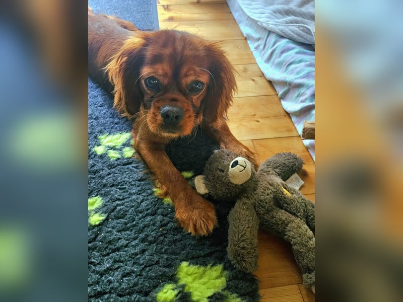 Charly sucht geduldige Menschen