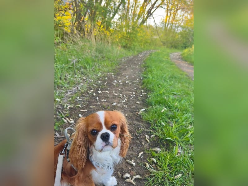 Cavalier King Charles Spaniel