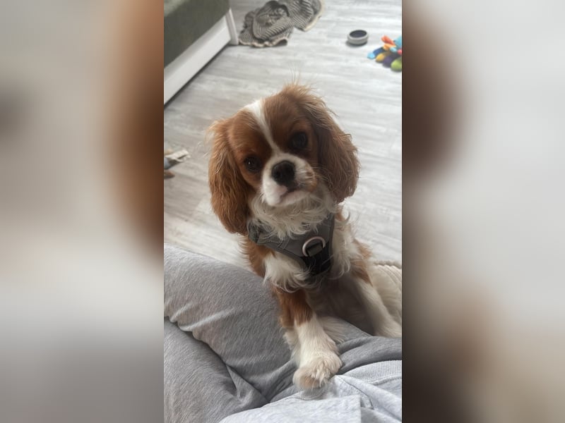 Cavalier King Charles Spaniel