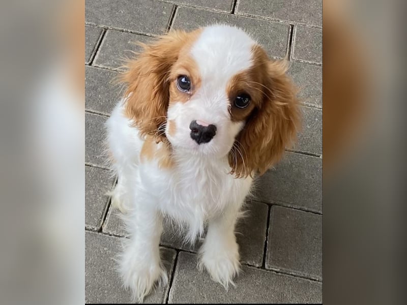 Cavalier King Charles  Hündin – geimpft, entwurmt, gechipt, mit EU-Heimtierausweis